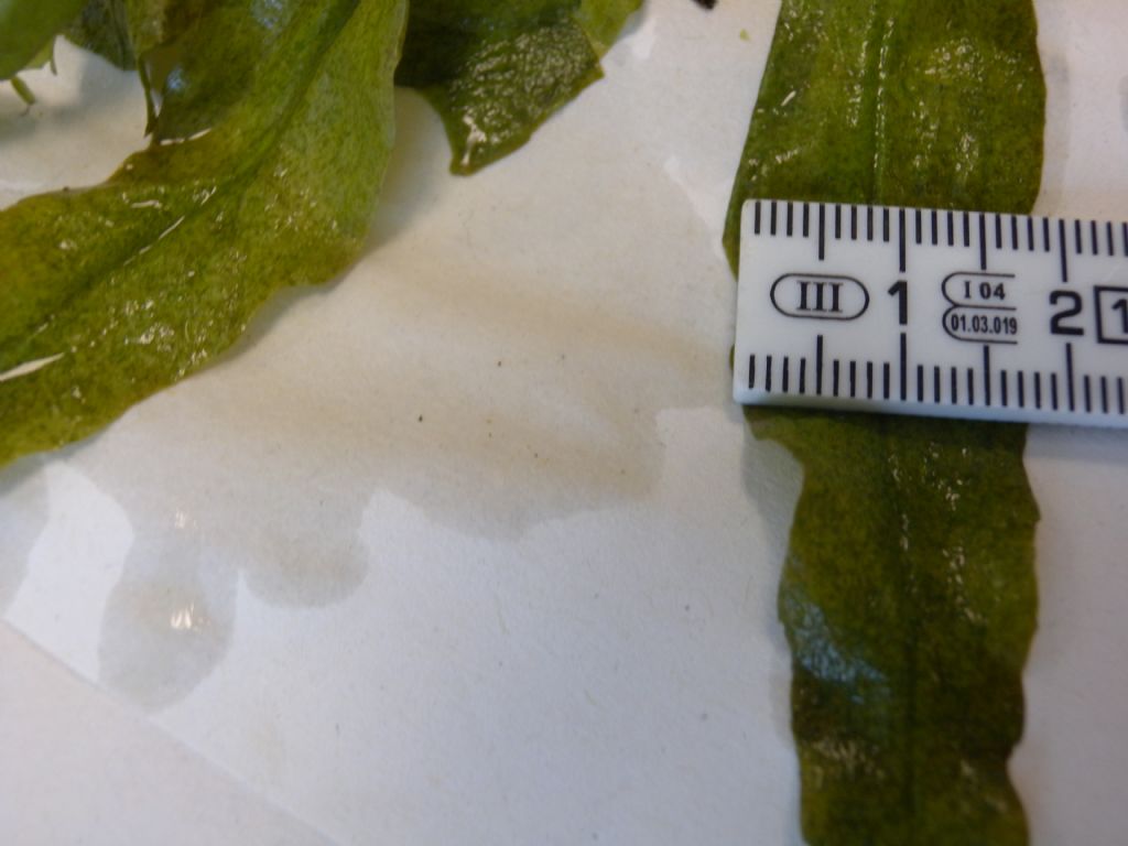 pianta acquatica in canale: Veronica cfr. catenata (Plantaginaceae)